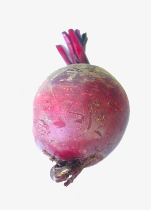 This Is The Sugar Beet - Common Beet #509419