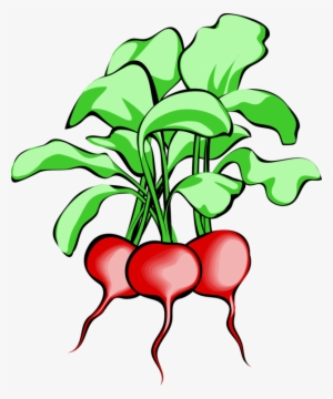 Beetroot Vegetable Sugar Beet Download - Beets Clipart #509420
