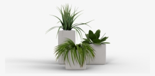 Hi Guys, My Name Is Ján Morek And I Have Started An - Agave #5000588