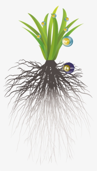 Liquid Soil Vs Liquid Foliar Illustration - Soil #5000814
