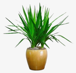 Dracaena #5000820