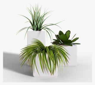 Hi Guys, My Name Is Ján Morek And I Have Started An - Agave #5000862