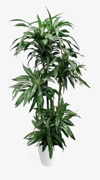 Dracaena Ulysses Large - Dracaena #5000915