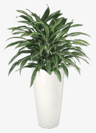 Striped Dracaena - Dracaena Fragrans Warneckei #5001218