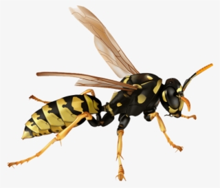 Killer Bee - Wasp Png #5001827