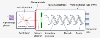 Schematic Of A Photomultiplier Tube Coupled To A Scintillator - Photomultiplier Scheme #5002048