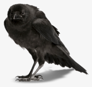 Free Png Crow Png Images Transparent - Crow Png #5002648