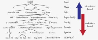 Tree-based Scop Hierarchy - Diagram #5003822
