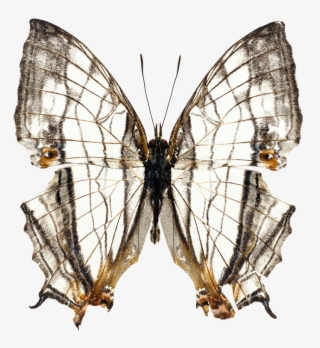 Imágenes Para Photoscape, Photoshop Y Gimp De Animales - Butterfly Psd #5005068