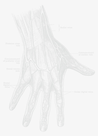 Posterazzi Dorsum Of The Hand And Fingers Poster Print #5005887