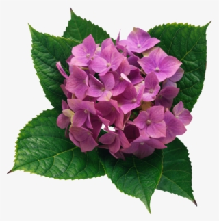 0, - Hydrangea Png #5010126