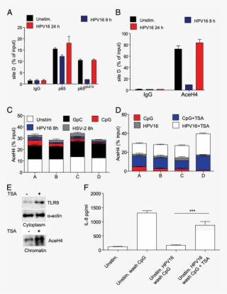 Hpv16 Stimulation In Hks Induces P65 Lys 310 At Site - Tlr9 #5013197