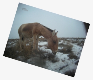 A Feeding Khulan In December - Sorrel #5016270