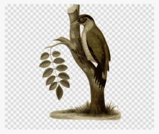 Bird Clipart Bird Feather Clip Art - Bird #5016330