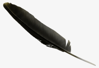 Black Feather Clip Art - Pluma Negra #5016334