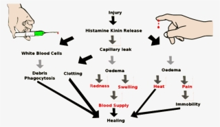 Inflammation Clipart Icon Png - Inflammation #5018176