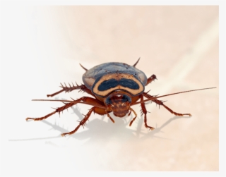 Home Pest Control In Katy - Katy #5018584