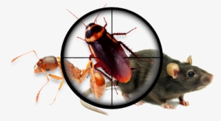 For All Your Pest Control Needs #5018892