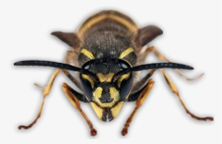 Live Sting-free - Scorpion #5019070