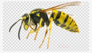 Wasp Png #5019245