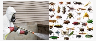 Fumigation - Underground Insects #5019411