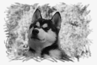 The Parents - - Siberian Husky #5020774