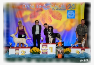 Bandit Zorro Carinthian Fire Inside Very Promising - Hellenikos Ichnilatis #5021034