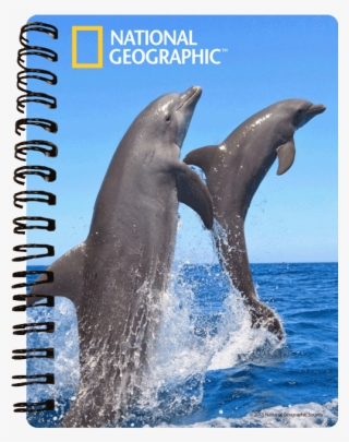 970457 - Dolphins 2016 Wall Calendar #5024735