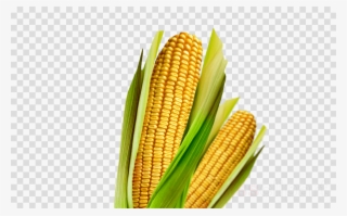Download Maiz Clipart Corn On The Cob Maize Vegetarian - Vector Graphics #5025462