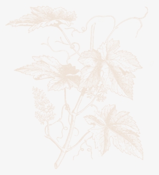 Fondo-transparente - Vitis Vinifera Grapes #5028113