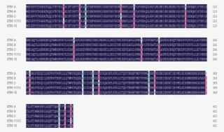 Alignment Of Amino Acid Sequences Deduced From Stpk - Tartan #5029152