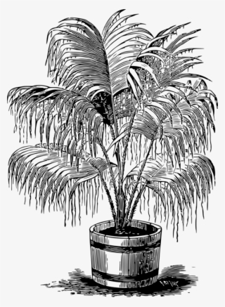 Palm Trees Drawing Black And White Monochrome Photography - Palms Drawing #5031370