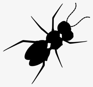 Download Png - Ant #5032546