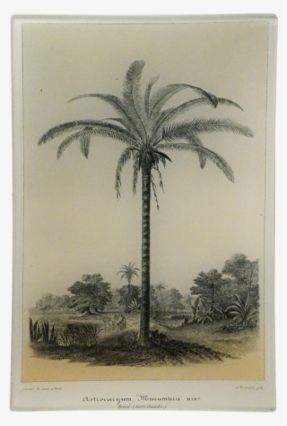 Palm Tree Vintage Poster #5034501