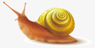 Snail Slime Png - Snail Shell Transparent Background Png #5037923