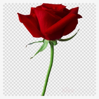 Black Rose Clipart True Blood Black Rose Seeds - Real Black Roses Hd #5040757
