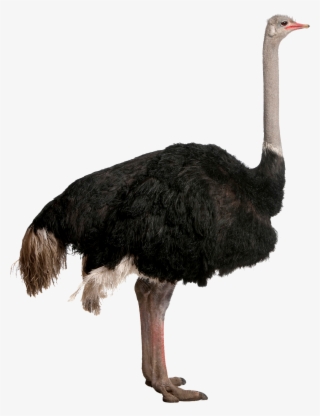 Ostrich Png #5043562