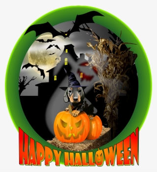 20 Sep - Dachshund #5043716