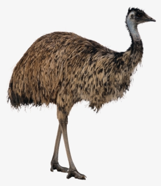 Forgetmenot Birds Publicat De Eu Ciresica La - Emu Png #5043856