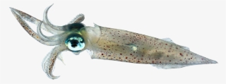 Squid Png Image Background - Invertebrates Squid #5043917