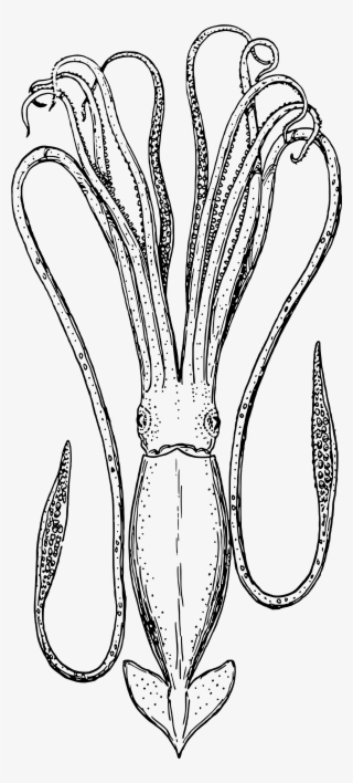 Open - Line Art Squid #5044458