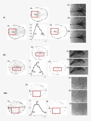 The Phase Masks Obtained Using Map Mrf Filter Is Shown - Data Set #5047682