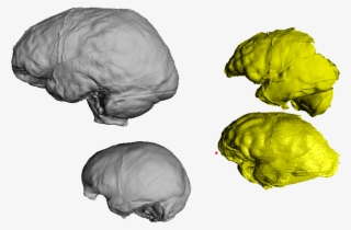 Zachary Cofran On Twitter - Sketch #5050748