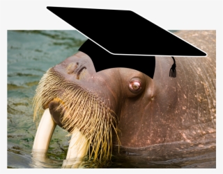 Shining With All Its Might - Book On Demand Ltd. Walrus By Russell Jesse Cohn Ronald #5058011