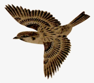 Flying Sparrow Png No Background - Sparrow Flying Png #5061062