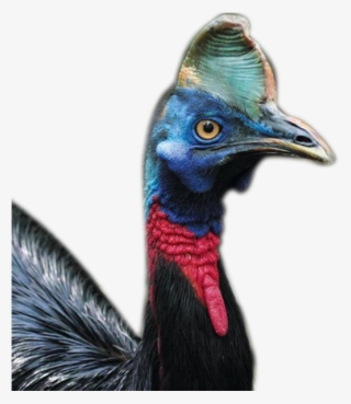About Us - Cassowary #5061212