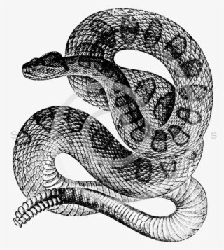 All Black And White Illustrations Png Silverspiralarts - Snake Illustration Black And White #5062541