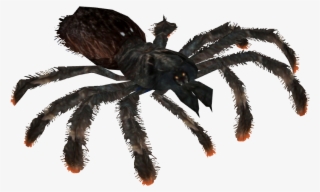 Pinktoe Tarantula - Typhochlaena #5065274