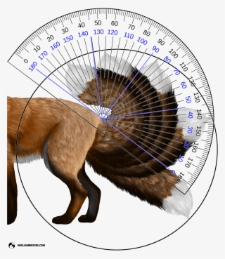 Red Fox Tail Curl Angle Calculations - Protractor #5065704