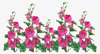Hollyhocks, Flowers, Garden, Blooming, Cut Out - Jardin De Flores Png #5070173